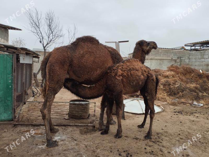 Ogshykly duye - Türkmenbaşy - img 1