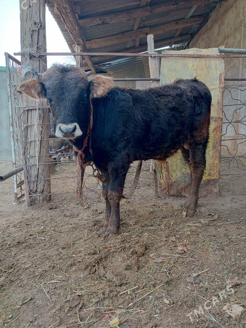 sygyr - Гёкдепе - img 1