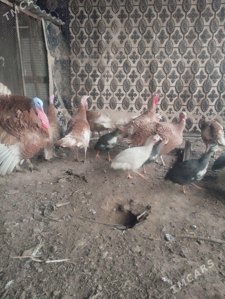 induk индюк ýumurtga - Mary - img 1