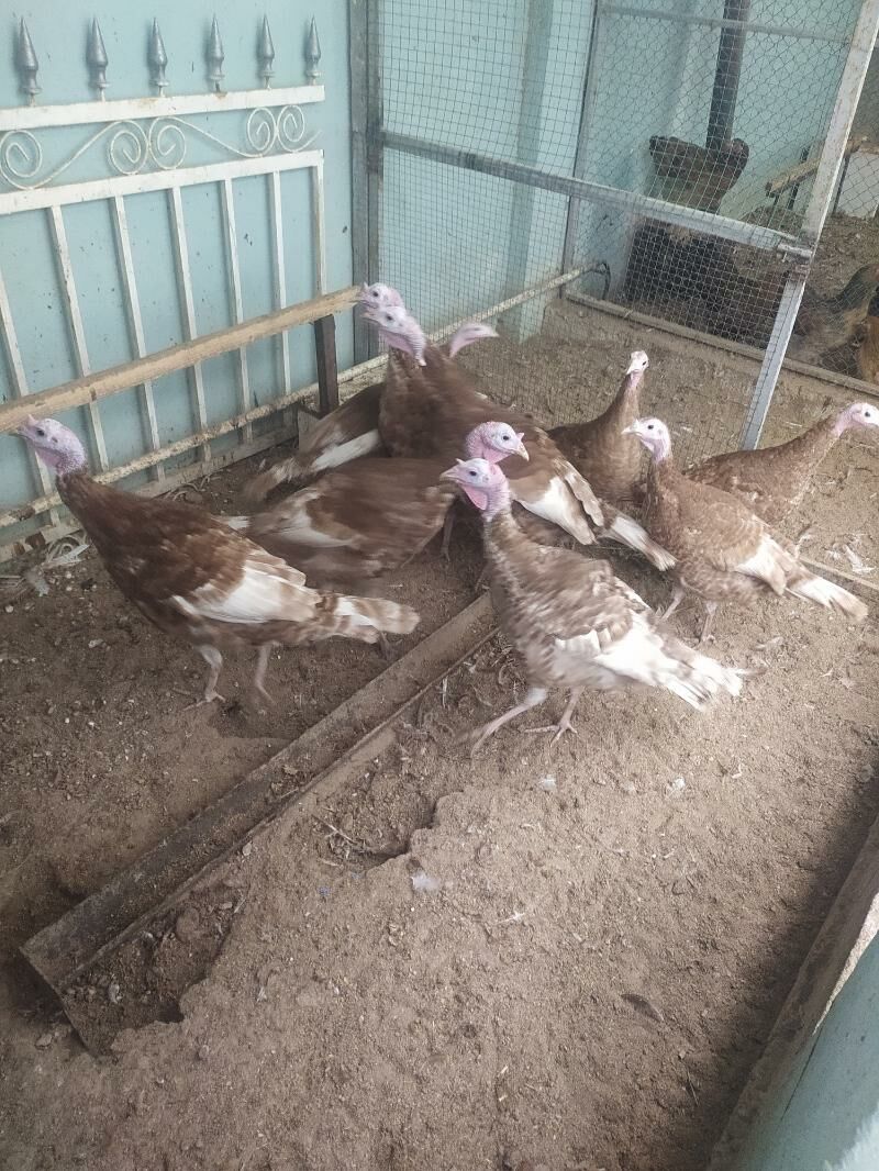 Owgan indyuk - Balkanabat - img 1