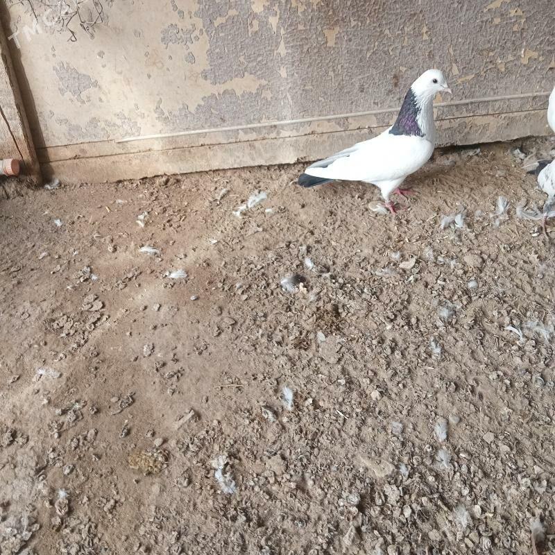 kepderi - Mary - img 1