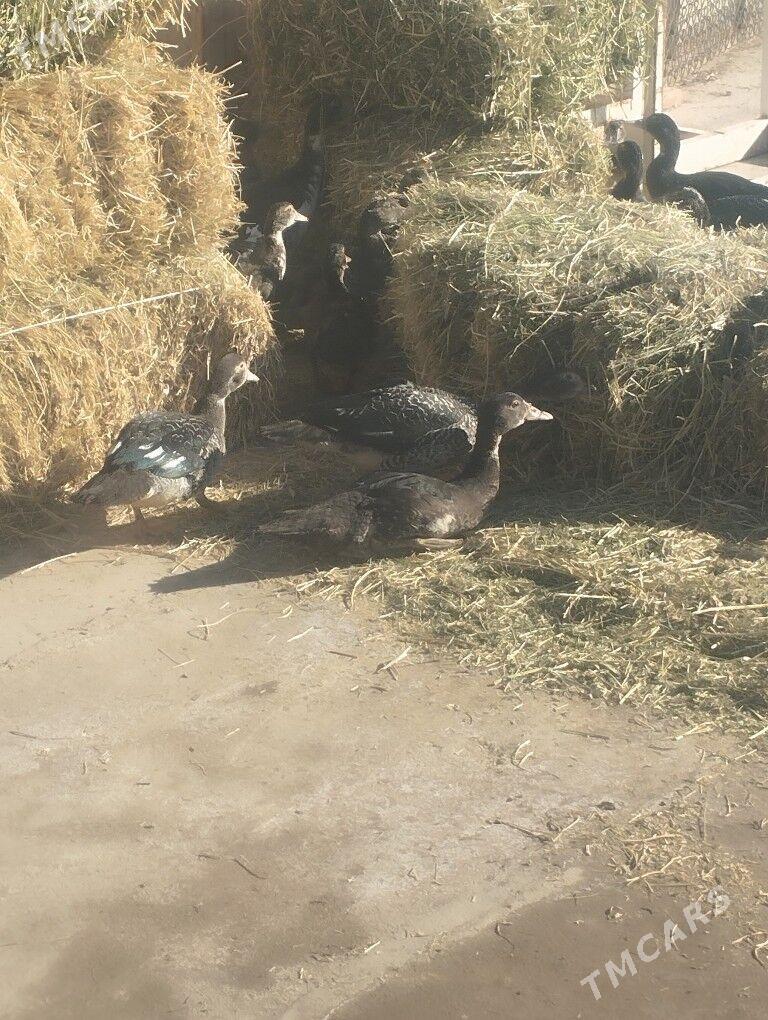 indautka индаутка - Mary - img 1