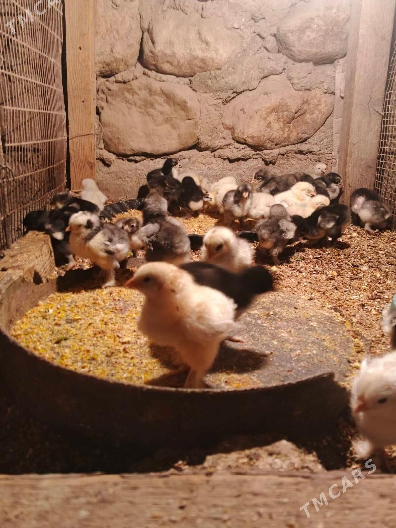 brama - Balkanabat - img 1