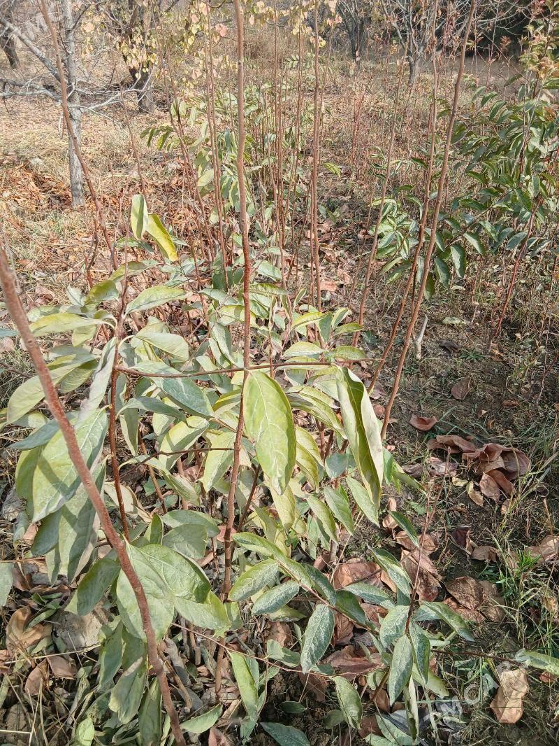 hurma sitil alma sit - Гёкдепе - img 1