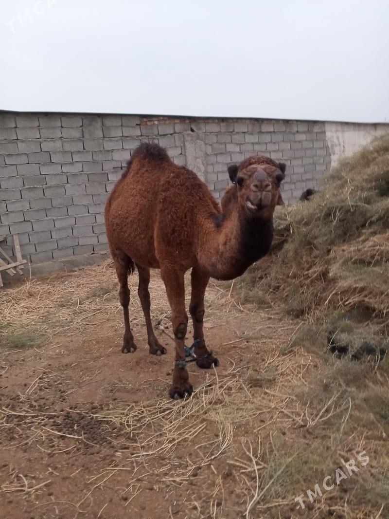 Düýeler - Ak bugdaý etraby - img 1