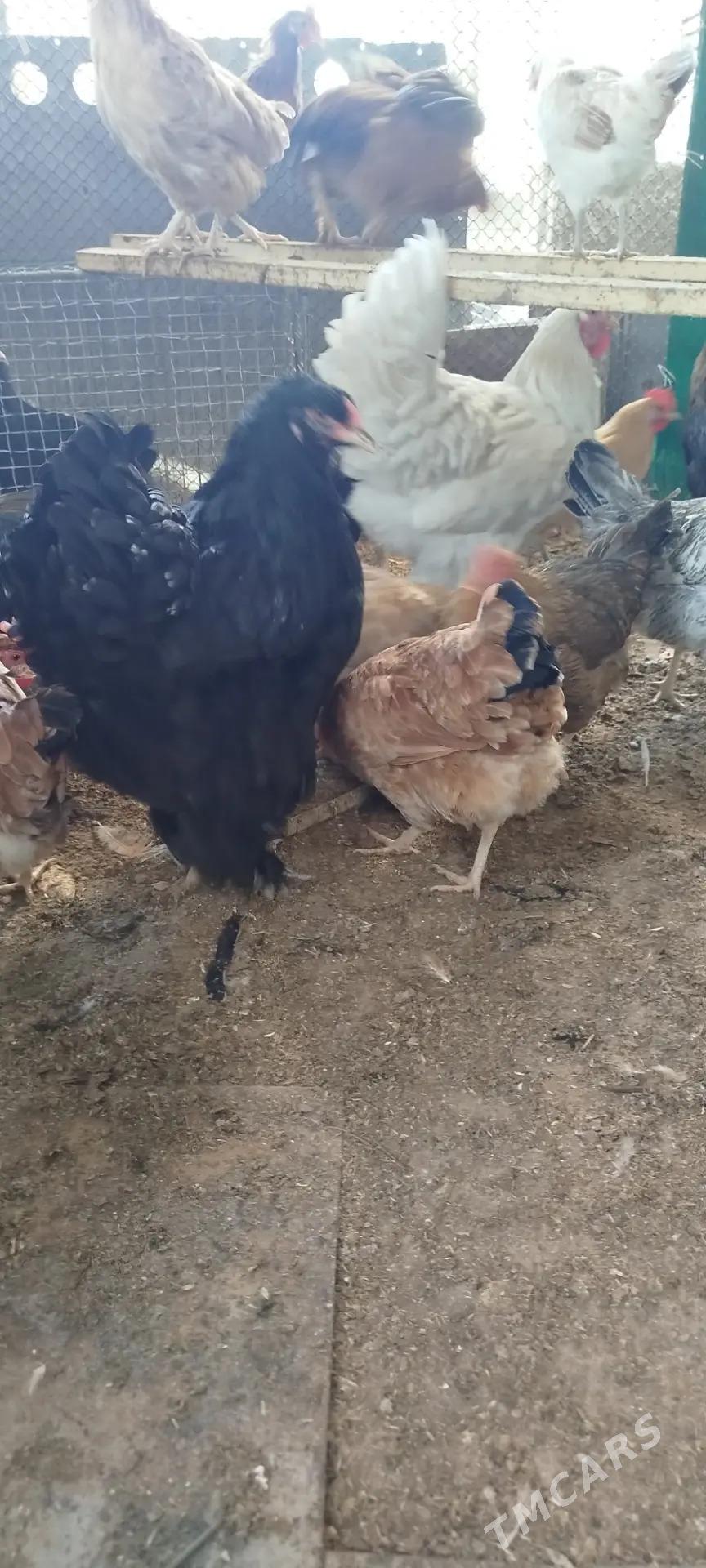 brama - Änew - img 1