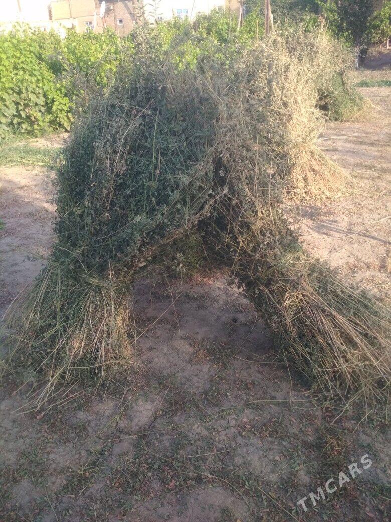 Ot ýorunja bede. - Чарджоу - img 1