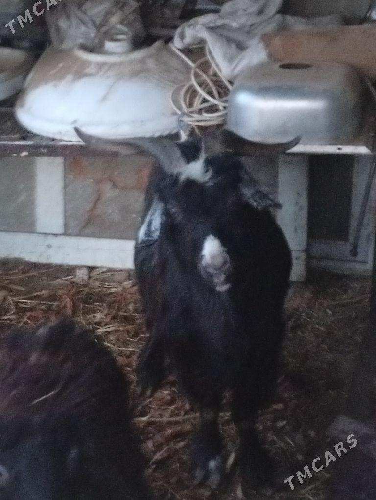 geci - Анев - img 1