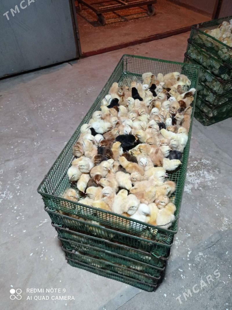 towuk İnduk juyjeler - Murgap - img 1