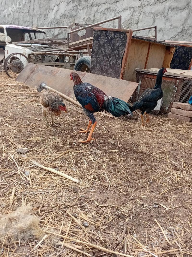 baysok jujeler - Çärjew - img 1