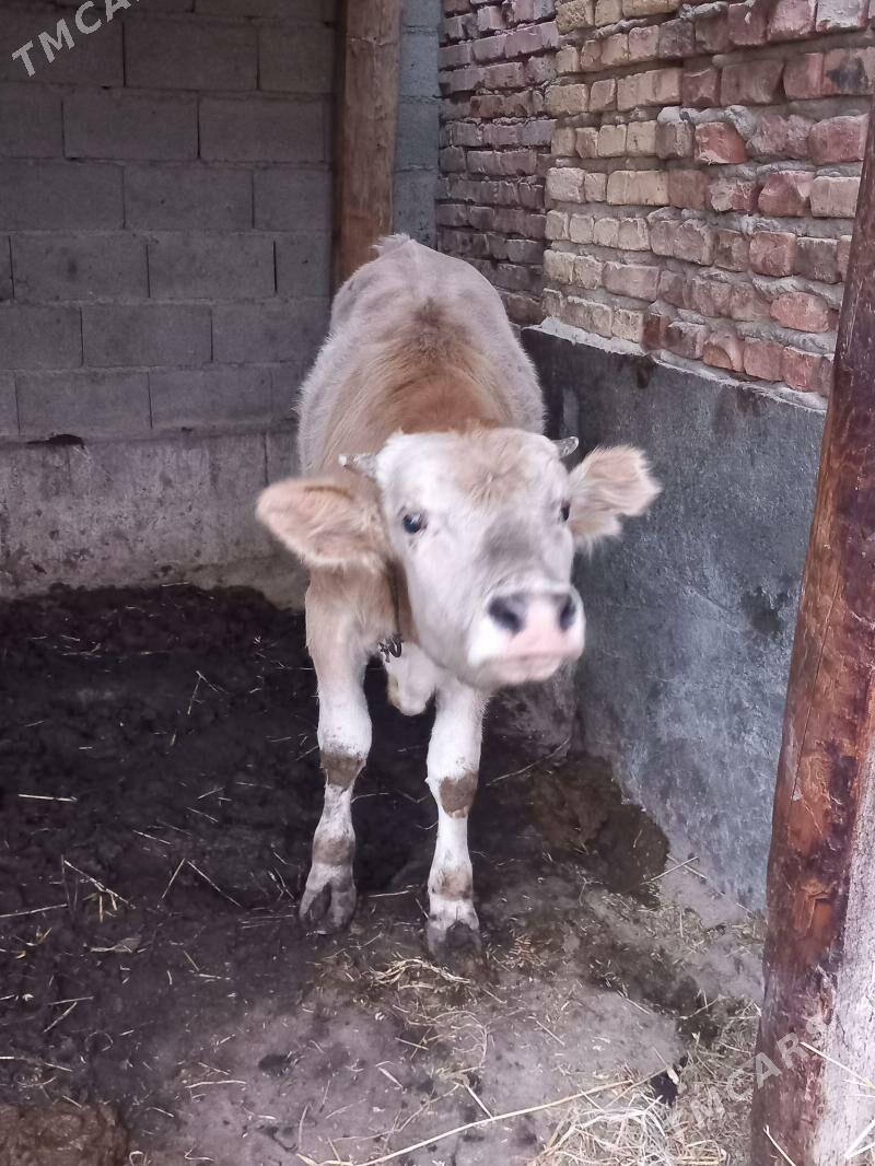 Okuz 1 yasap gecen - Bäherden - img 1