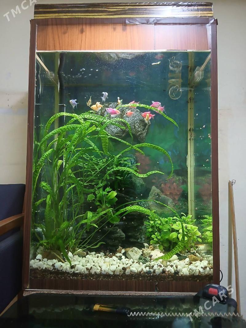 Аквариум - Ашхабад - img 1