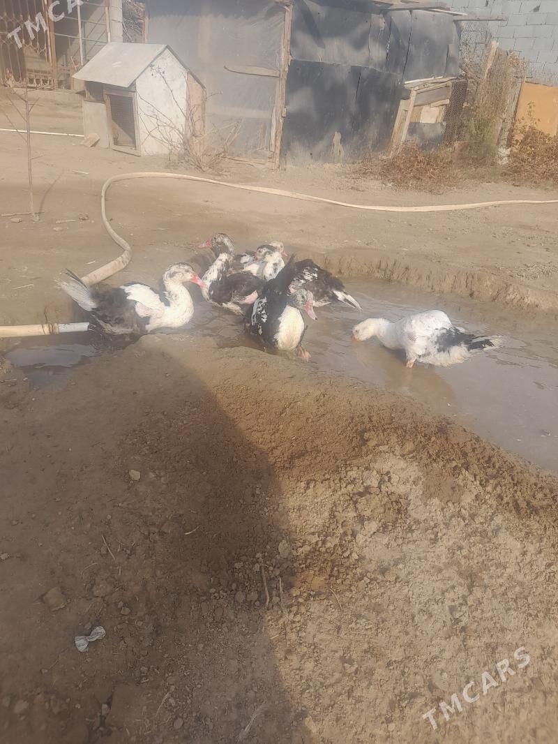 ordek - Кипджак - img 1