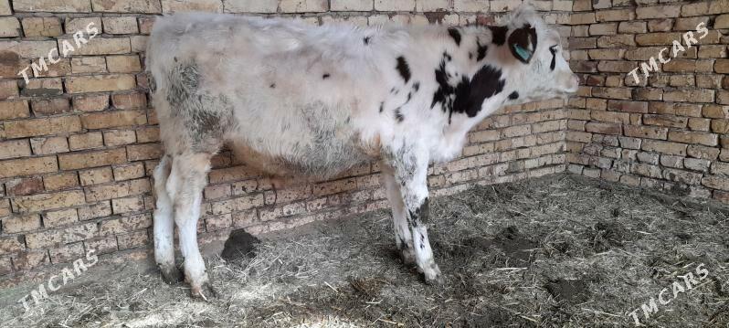 semental gole - Ёлётен - img 1