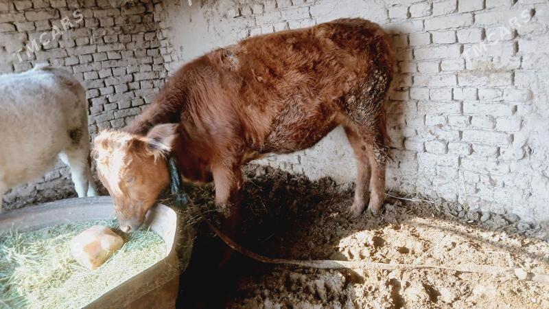 gulajyn - Мургап - img 1