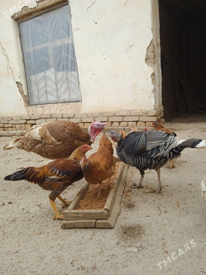 Indyuk - Шабатский этрап - img 1