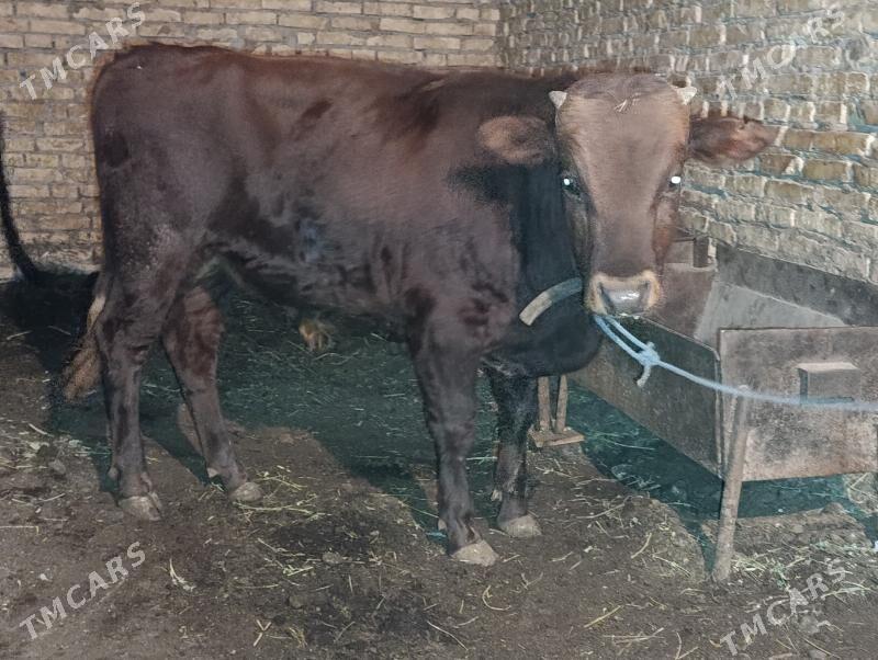 Okuzler - Туркменабат - img 1