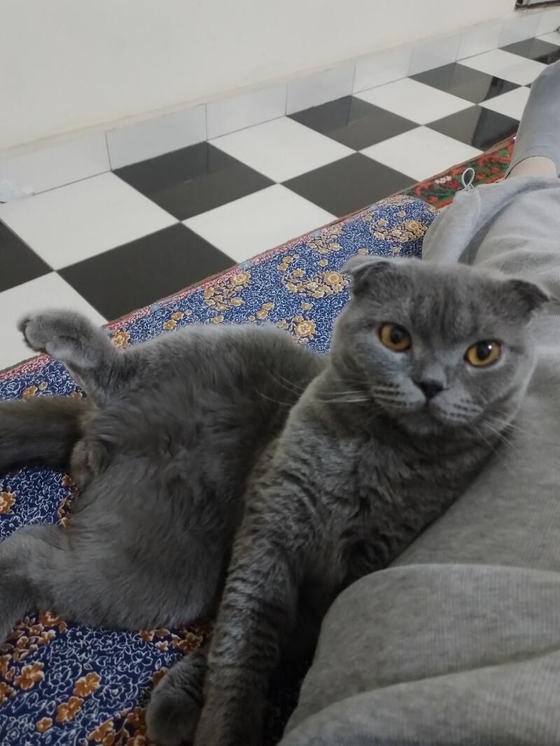 Шотландский кот - Türkmenabat - img 1