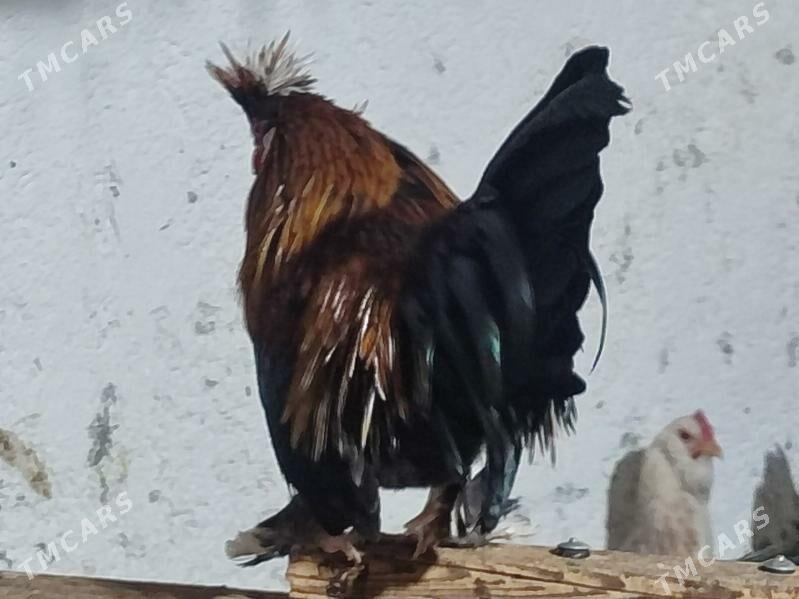 товшан туй гызыл гара Япончик - Туркменабат - img 1