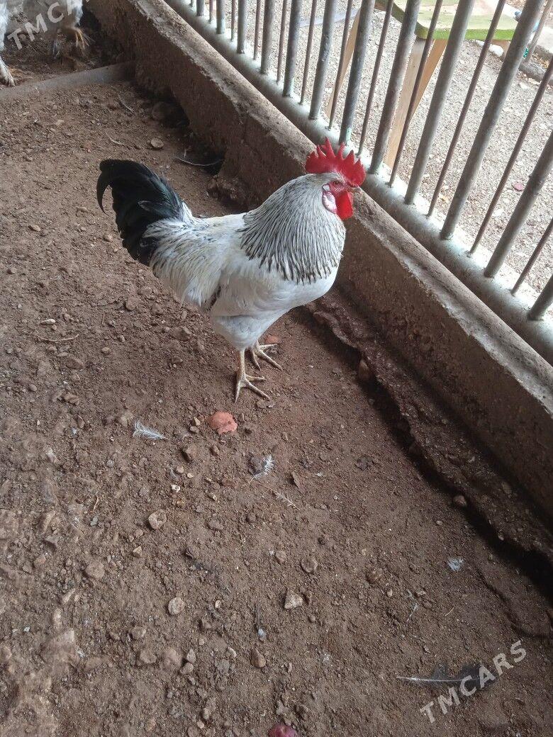 Петушок - Balkanabat - img 1