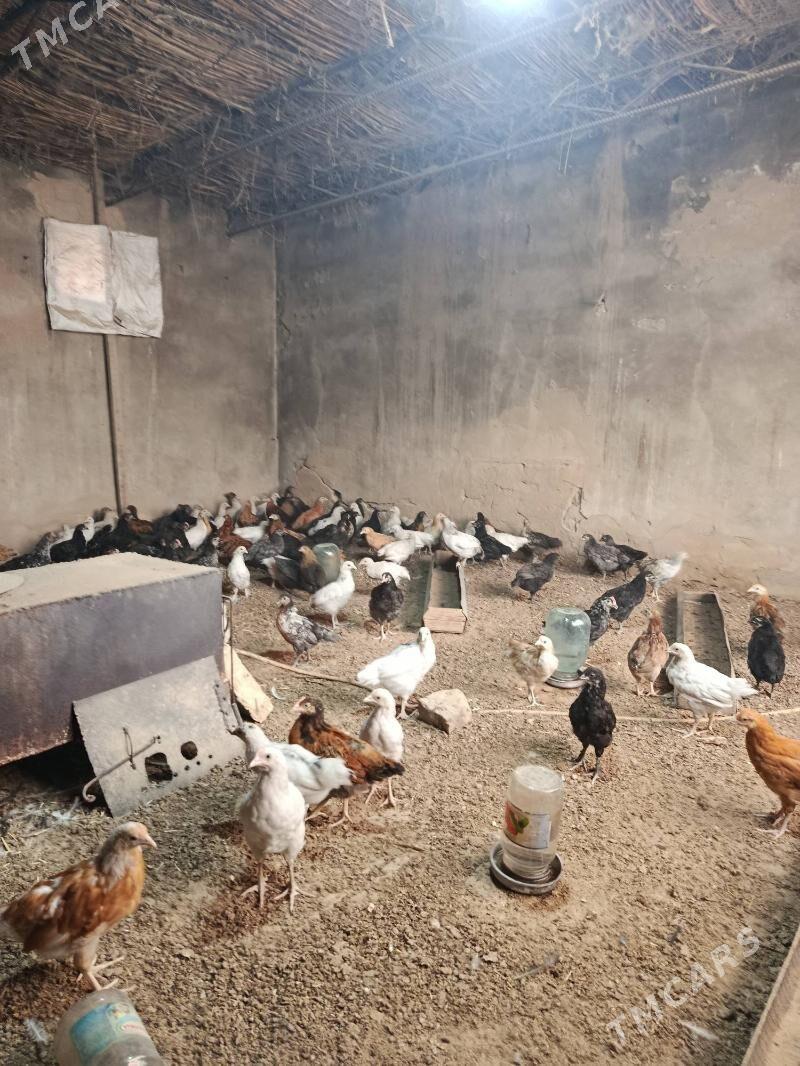 jüyje - Murgap - img 1