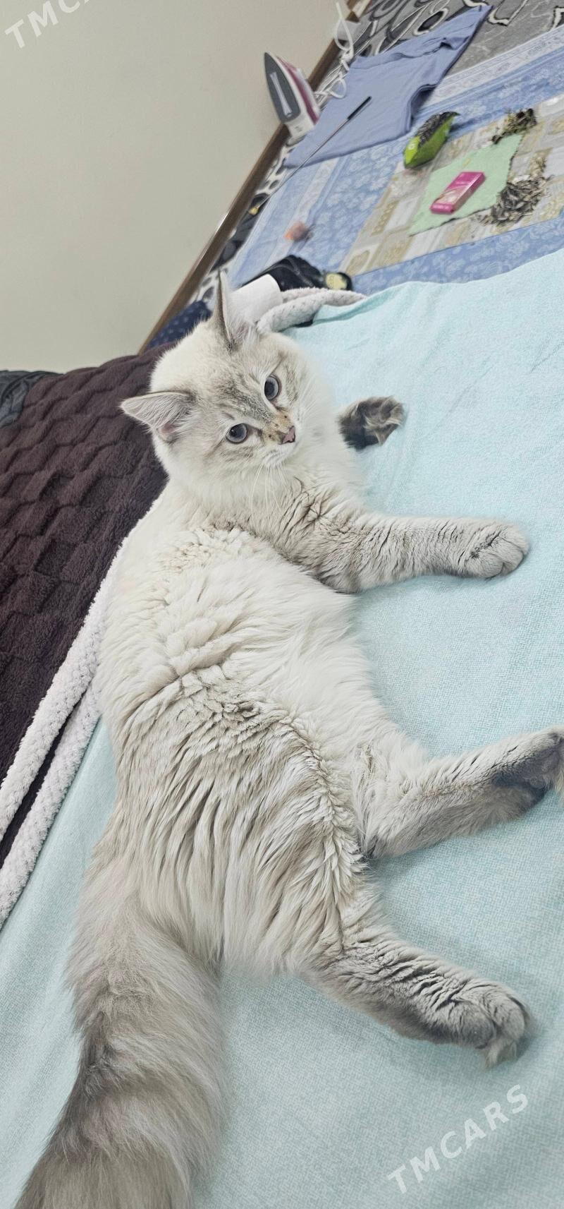 pisik paroda - 11 mkr - img 1