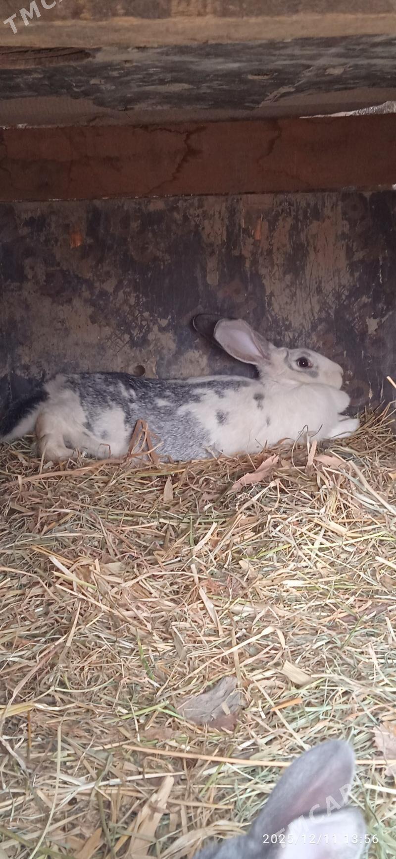 tovsan - Туркменабат - img 1