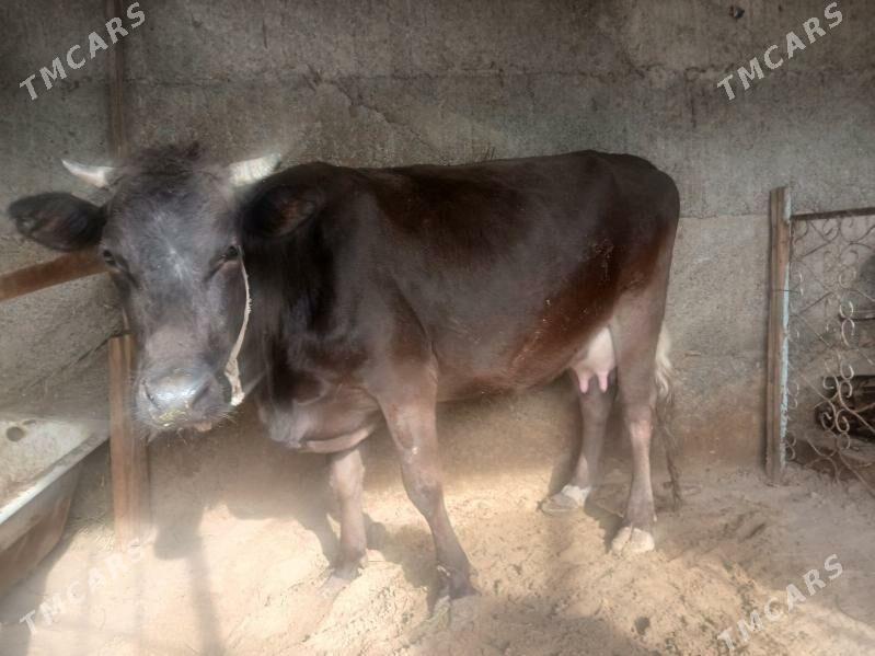 Sygyr goleli - Бузмеин - img 1