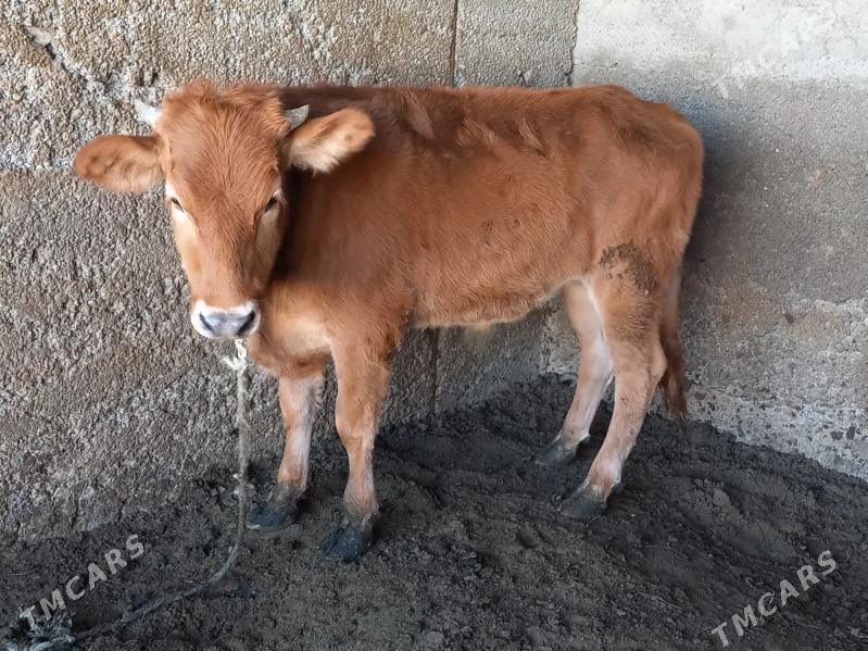 okuzce - Бузмеин - img 1