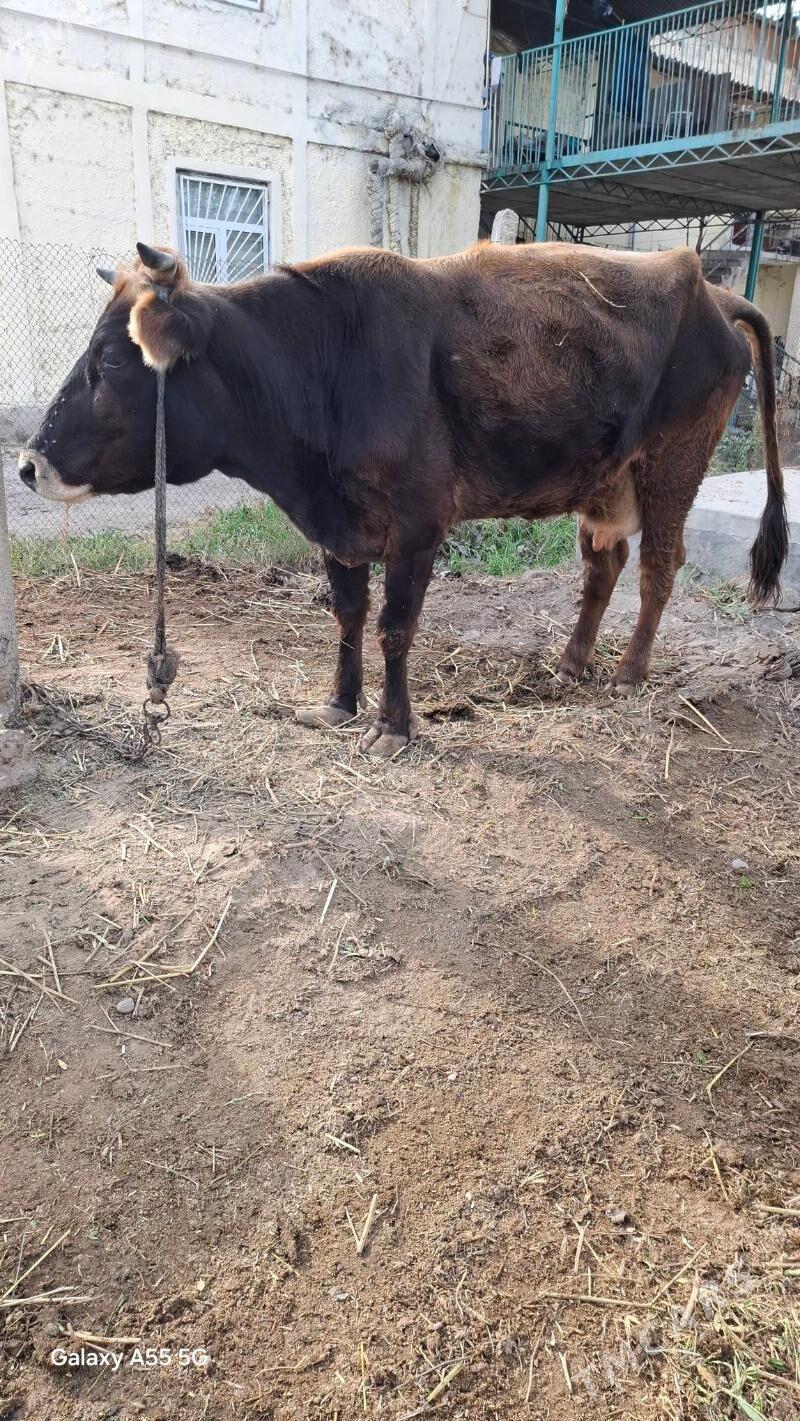 Tohum sygyr , şwes tohum ökùz. - Гёкдепе - img 1