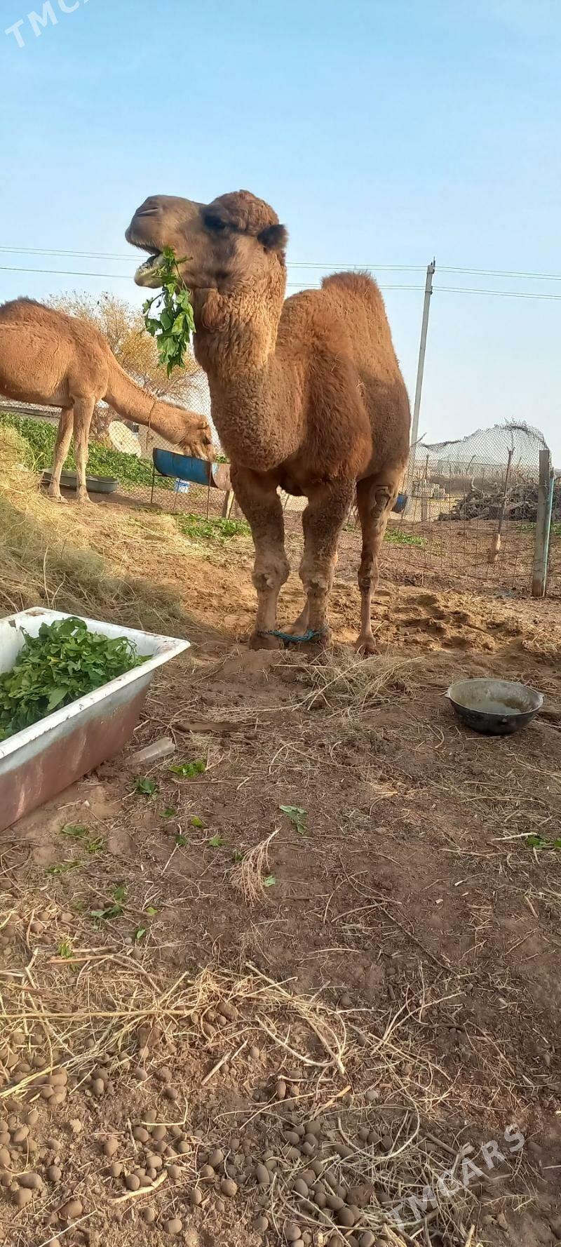 Erkek duýe - Ak bugdaý etraby - img 1