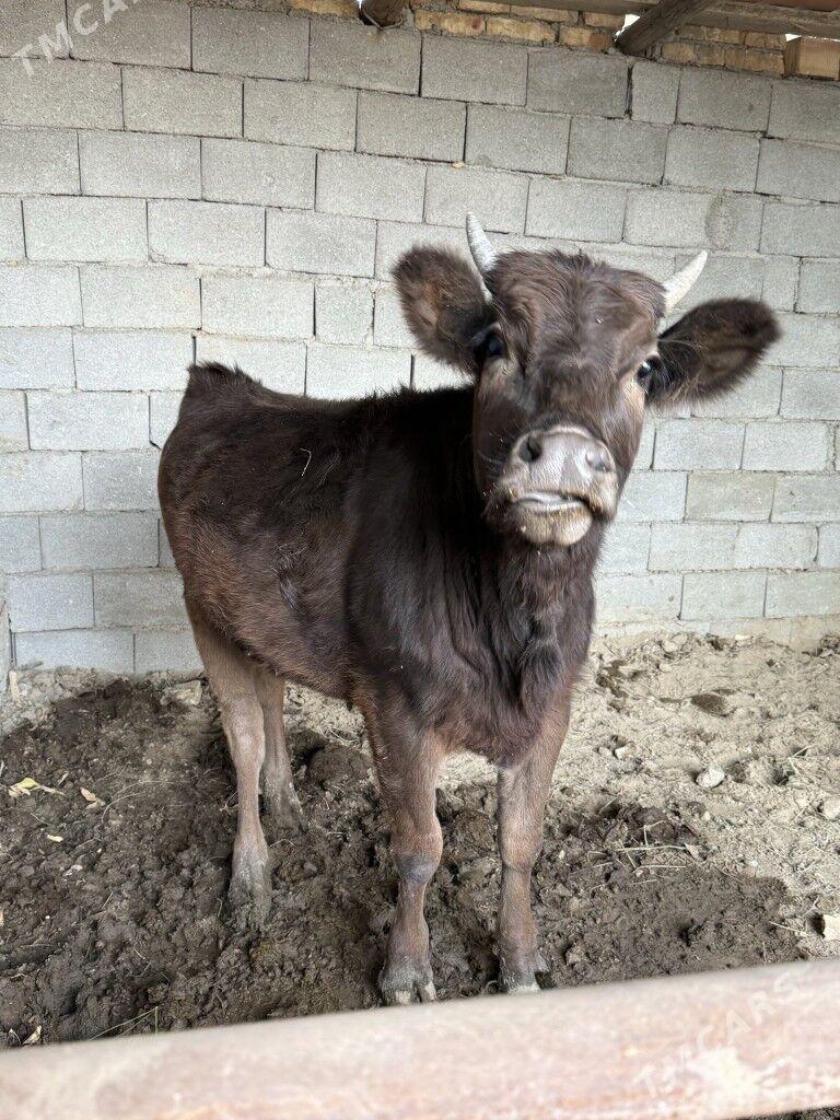 Sygyr - Багир - img 1