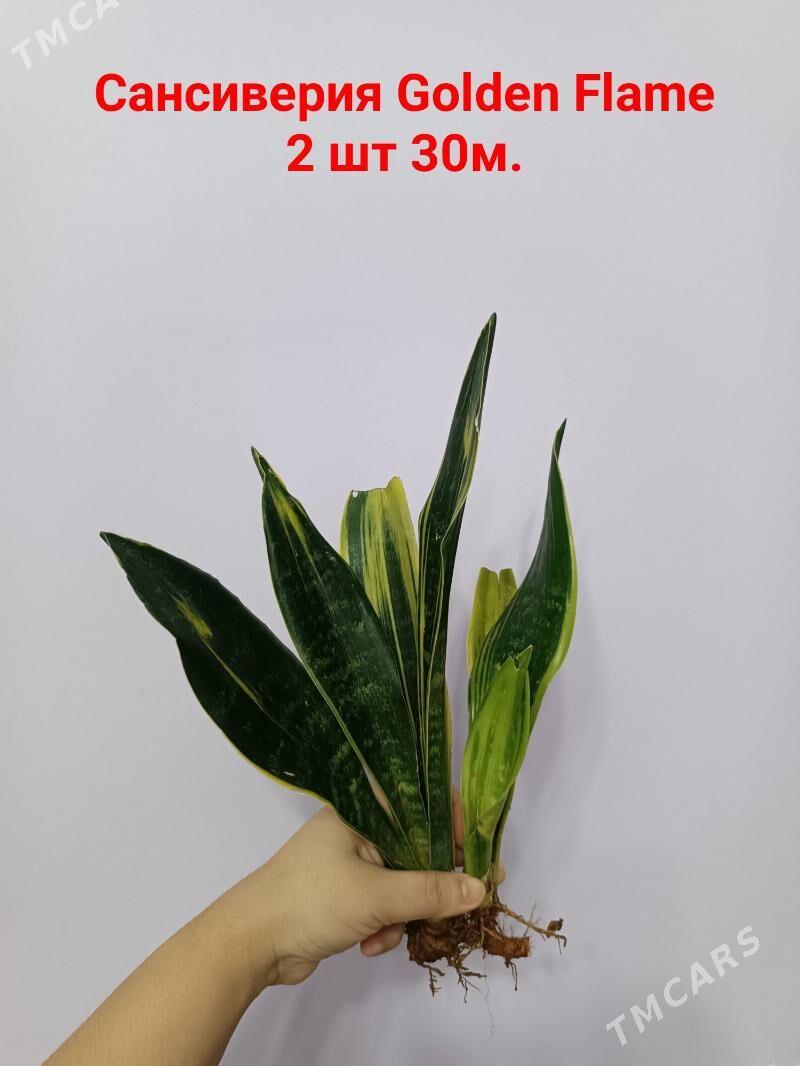 ЧЕРЕНКИ РАЗНЫЕ НЕДОРОГИЕ - Aşgabat - img 1