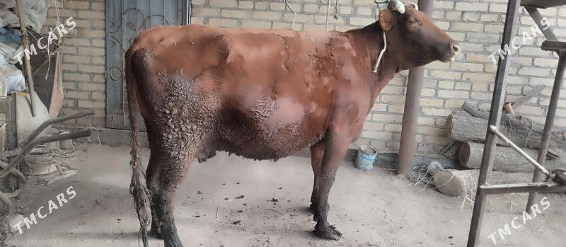 gysyr sygyr - Çärjew - img 1