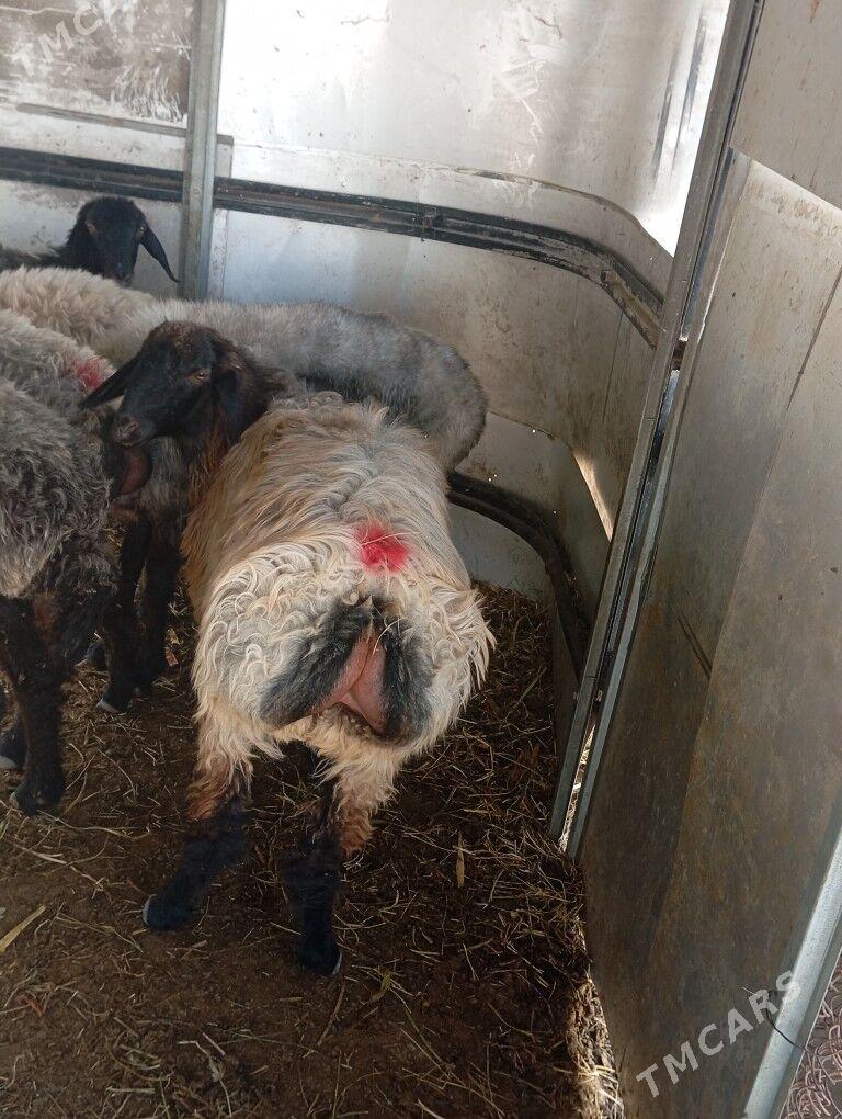 issek tokly - Aşgabat - img 1