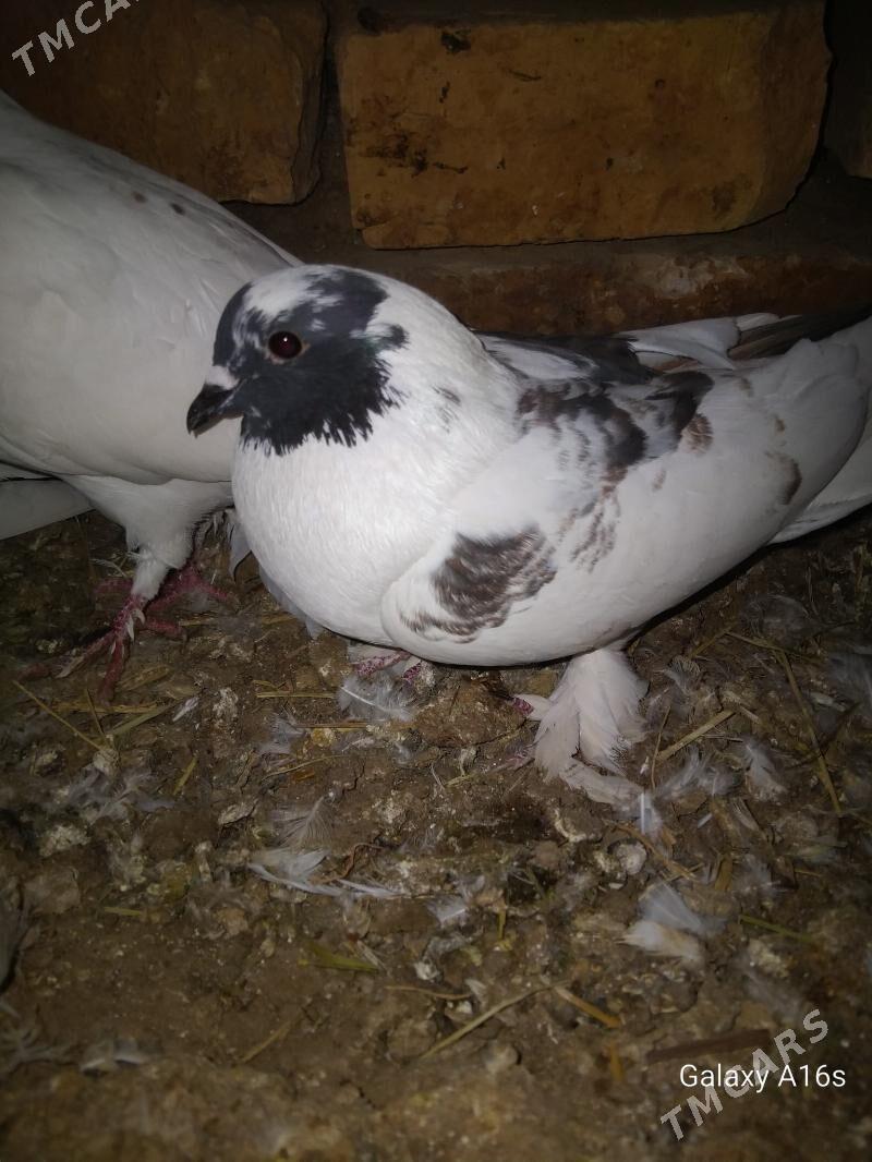 kepderi - Garagum etraby - img 1