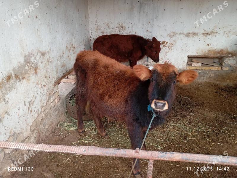 Unajynlar - Сакар - img 1