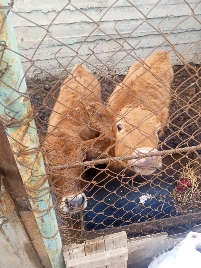 Tana bilen Öküzje - Türkmenbaşy - img 1