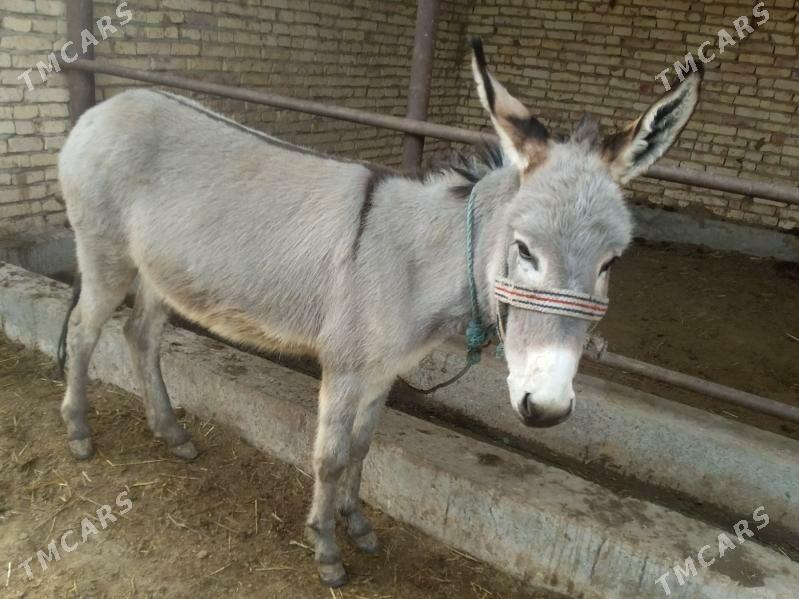 Eşek we araba - Чарджоу - img 1