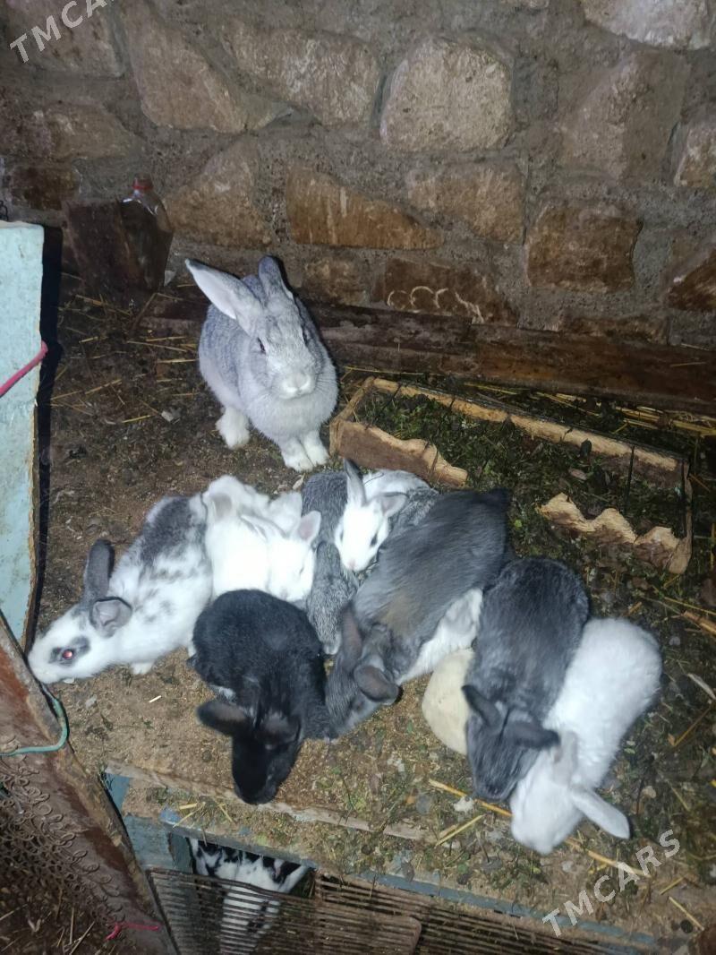 welikan towsan - Türkmenbaşy - img 1