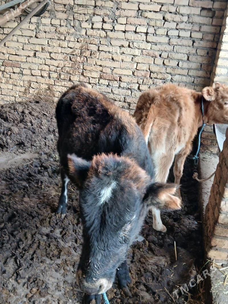 unajyn - Туркменабат - img 1