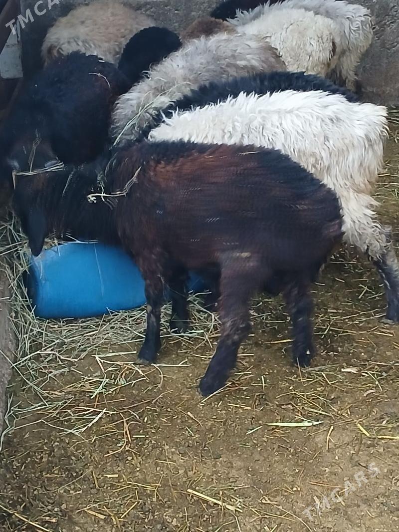 Goyin - Ашхабад - img 1