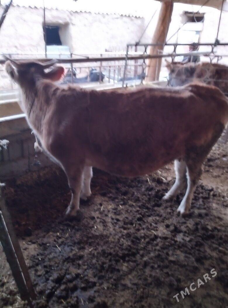 Sygyrlar - Bäherden - img 1