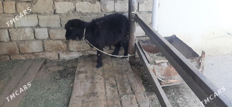 geçiler - Бузмеин - img 1