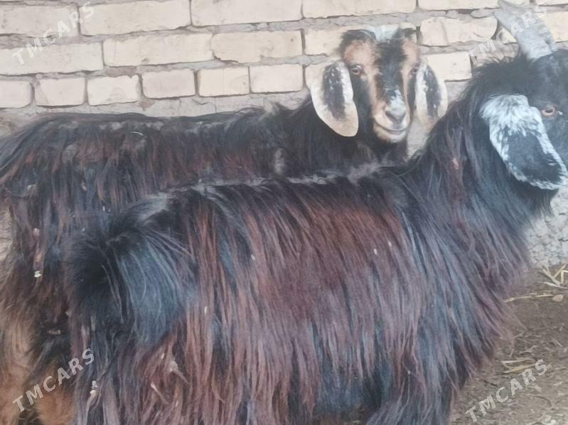 Cebis - Dänew - img 1