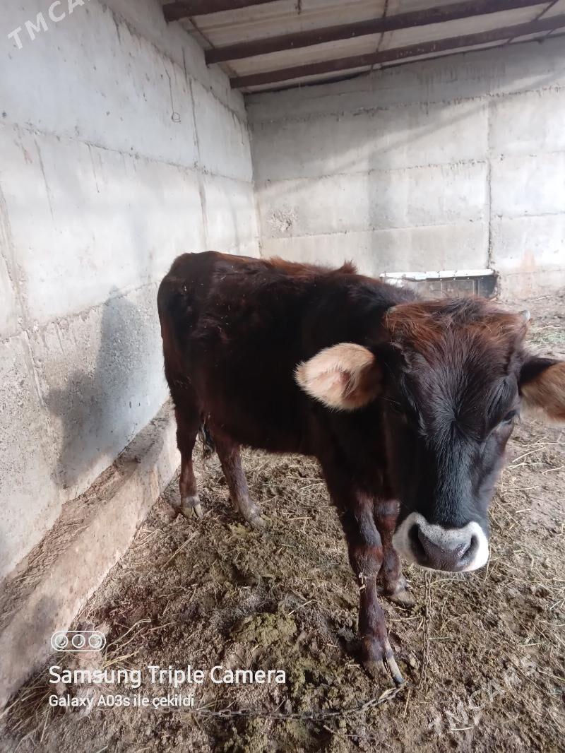 Tüwe - Gökdepe - img 1