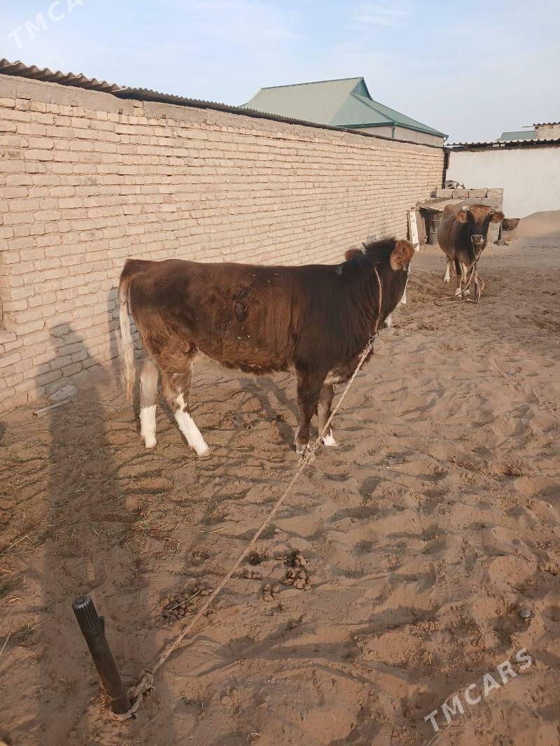 Gole - Анев - img 1