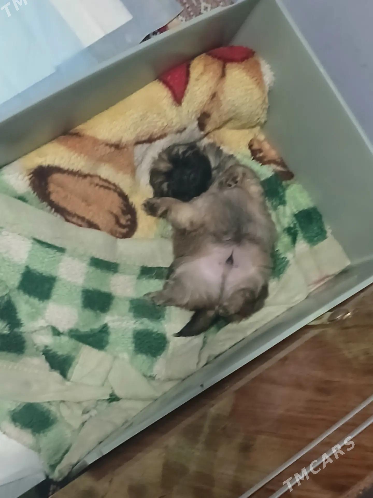 пекинес - Türkmenabat - img 1