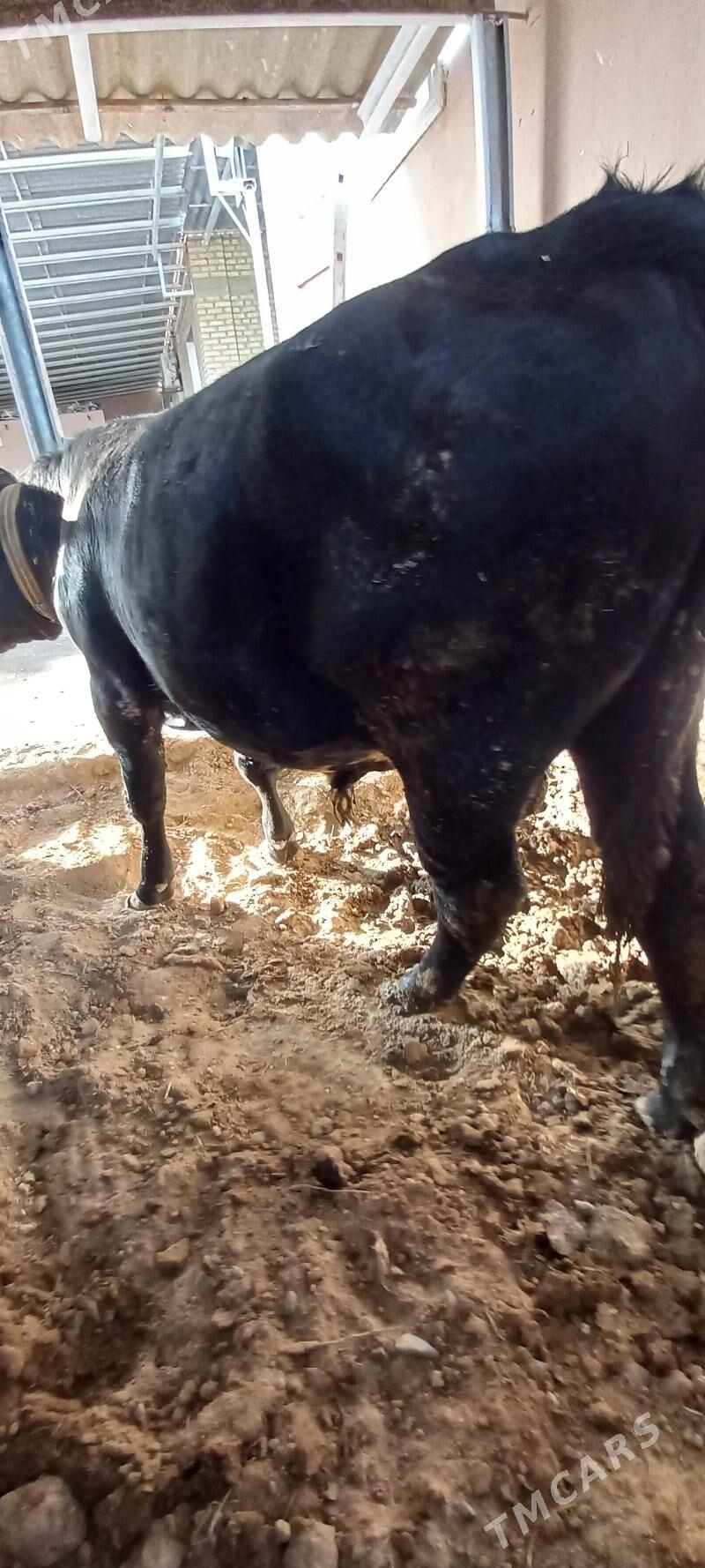 okuz - Ашхабад - img 1