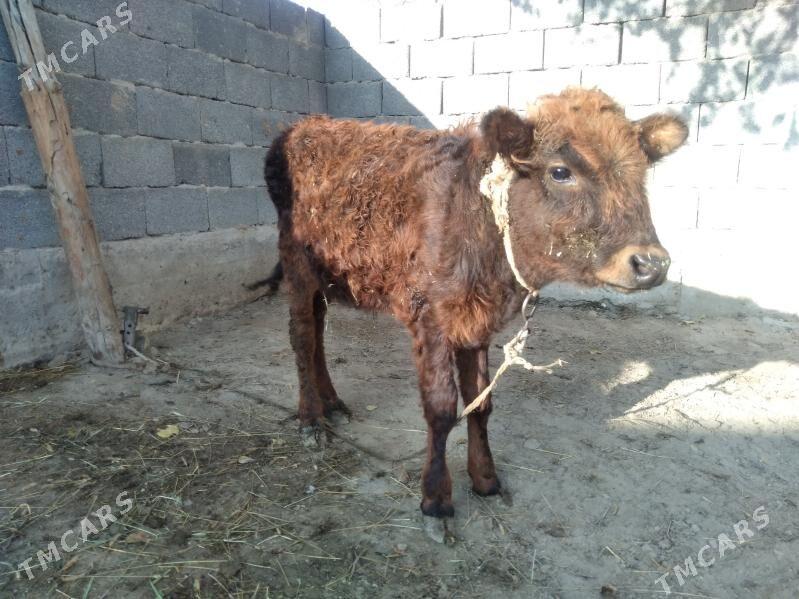 Tuwe - Бахарден - img 1